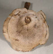 Image of Rhodocybe