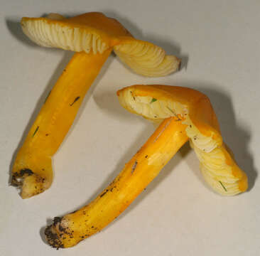 Image of Hygrocybe acutoconica (Clem.) Singer 1951