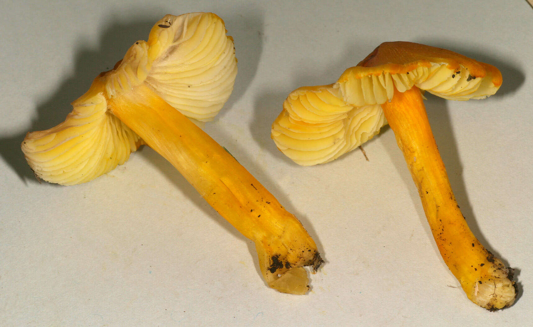 Image of Hygrocybe acutoconica (Clem.) Singer 1951