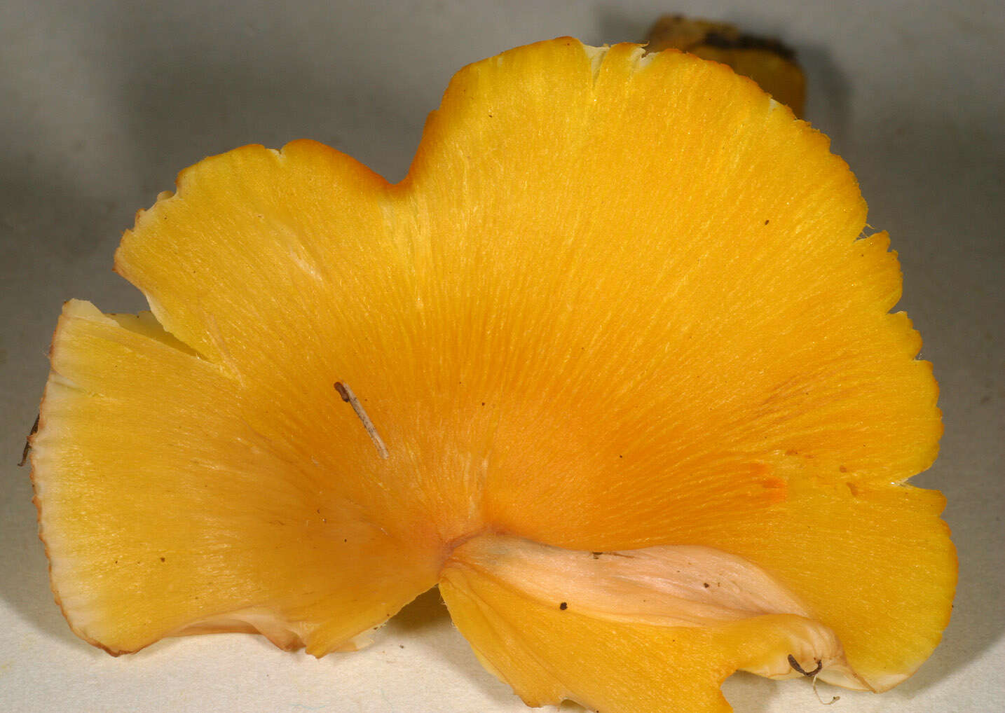 Image of Hygrocybe acutoconica (Clem.) Singer 1951