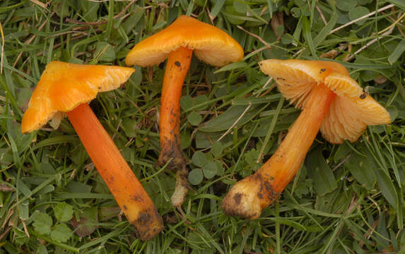 Image of Hygrocybe acutoconica (Clem.) Singer 1951