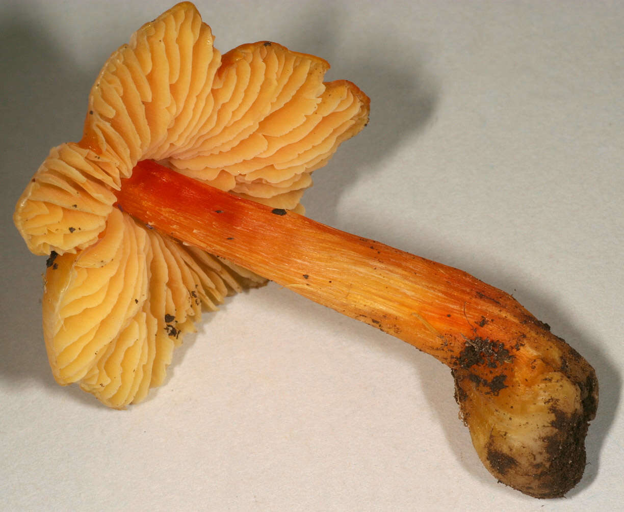 Image of Hygrocybe acutoconica (Clem.) Singer 1951