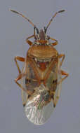 Image of Birch Catkin Bug