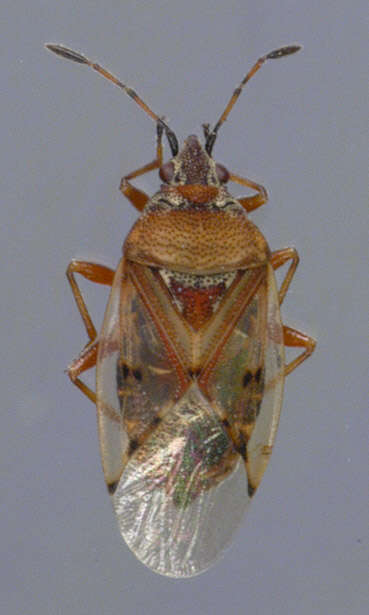 Image of Birch Catkin Bug