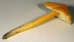 Image of Hygrocybe acutoconica (Clem.) Singer 1951