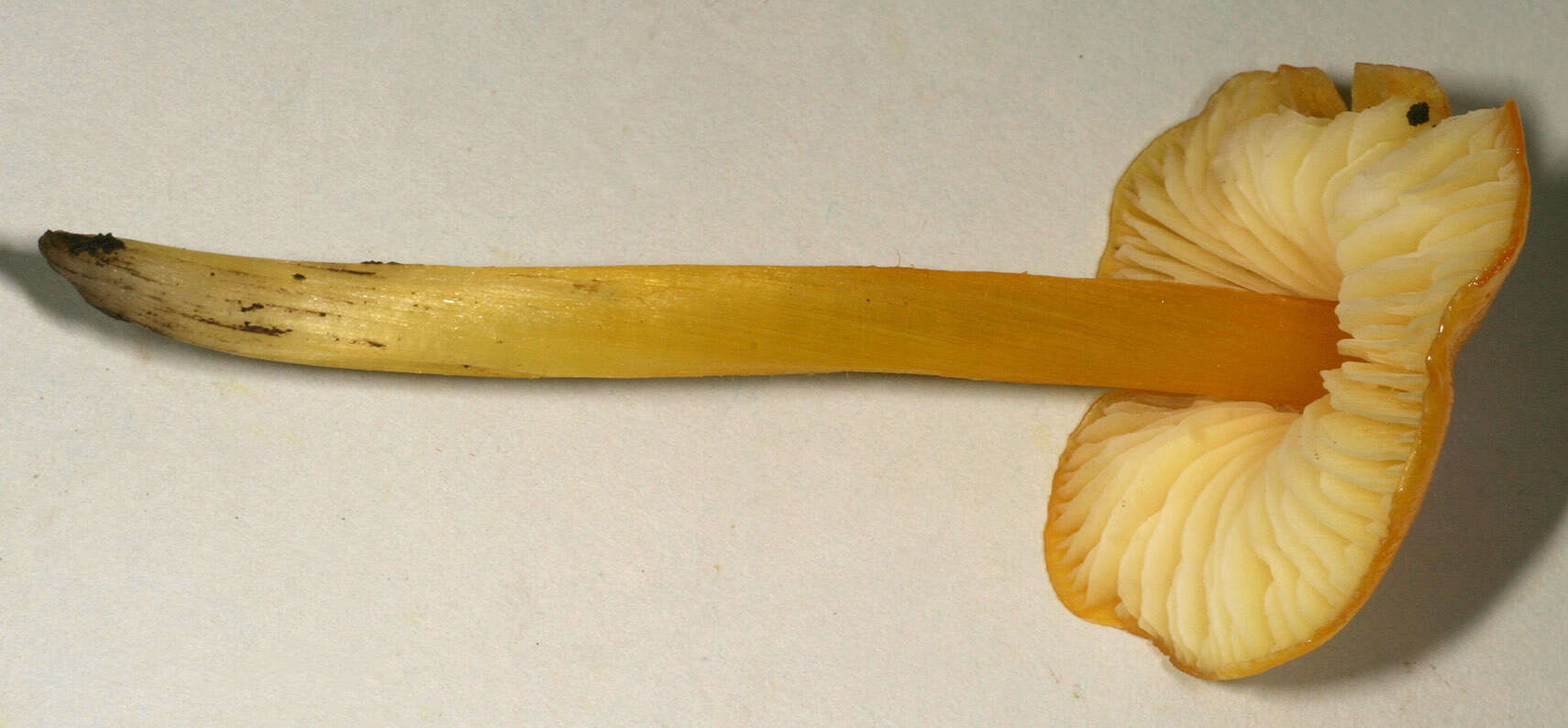 Image of Hygrocybe acutoconica (Clem.) Singer 1951