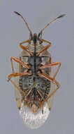 Image of Birch Catkin Bug