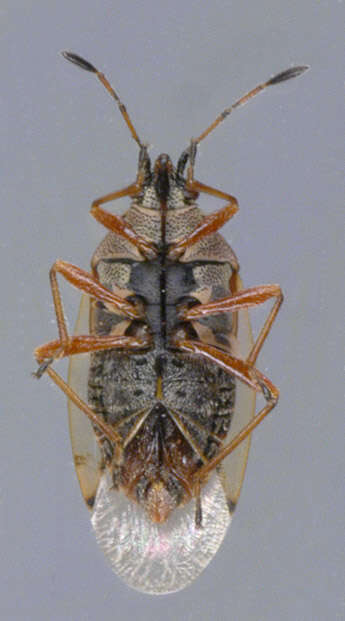 Image of Birch Catkin Bug