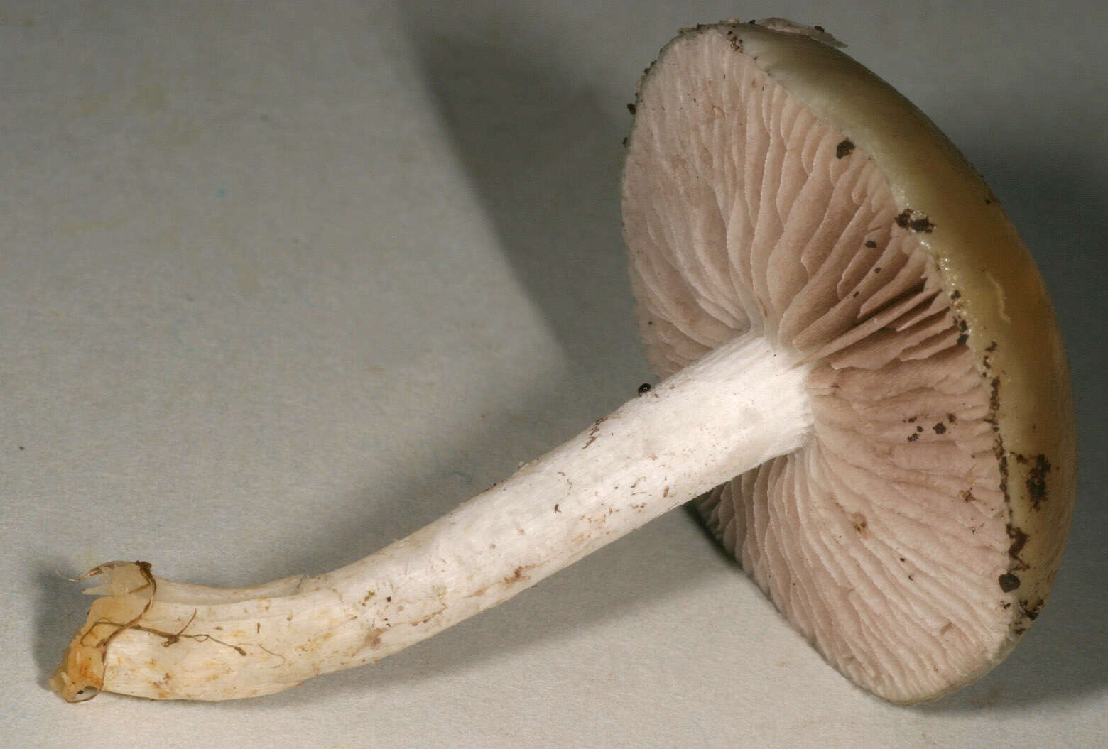 Image of Stropharia pseudocyanea (Desm.) Morgan 1908