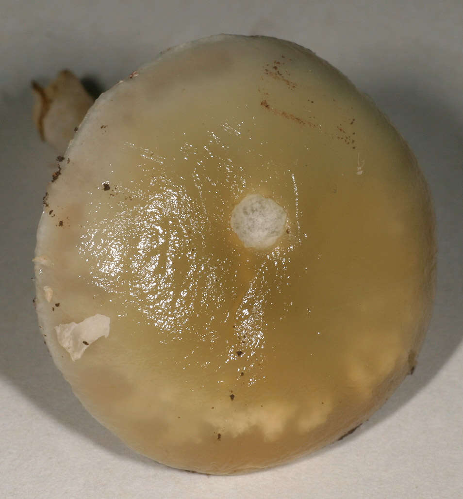 Image of Stropharia pseudocyanea (Desm.) Morgan 1908