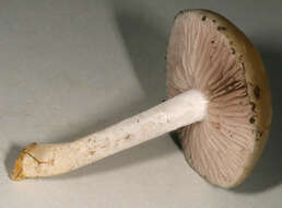 Image of Stropharia pseudocyanea (Desm.) Morgan 1908