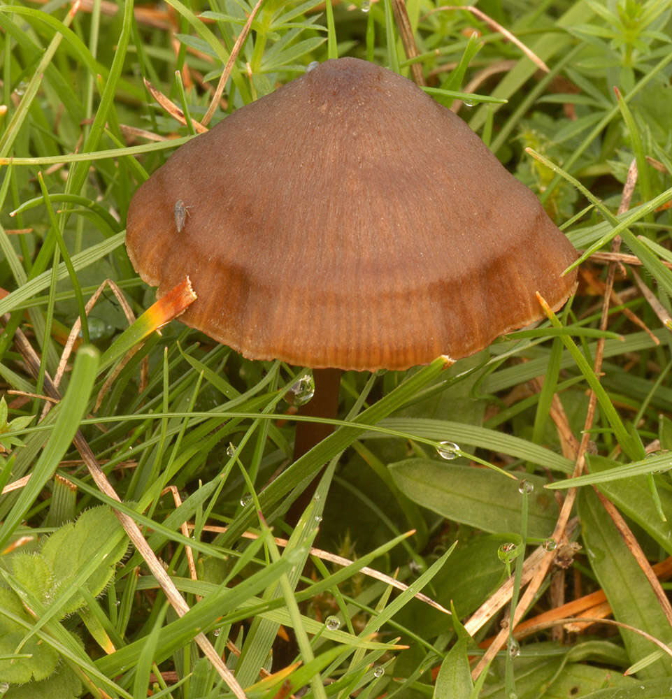 Imagem de Entoloma papillatum (Bres.) Dennis 1953