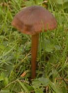 Imagem de Entoloma papillatum (Bres.) Dennis 1953