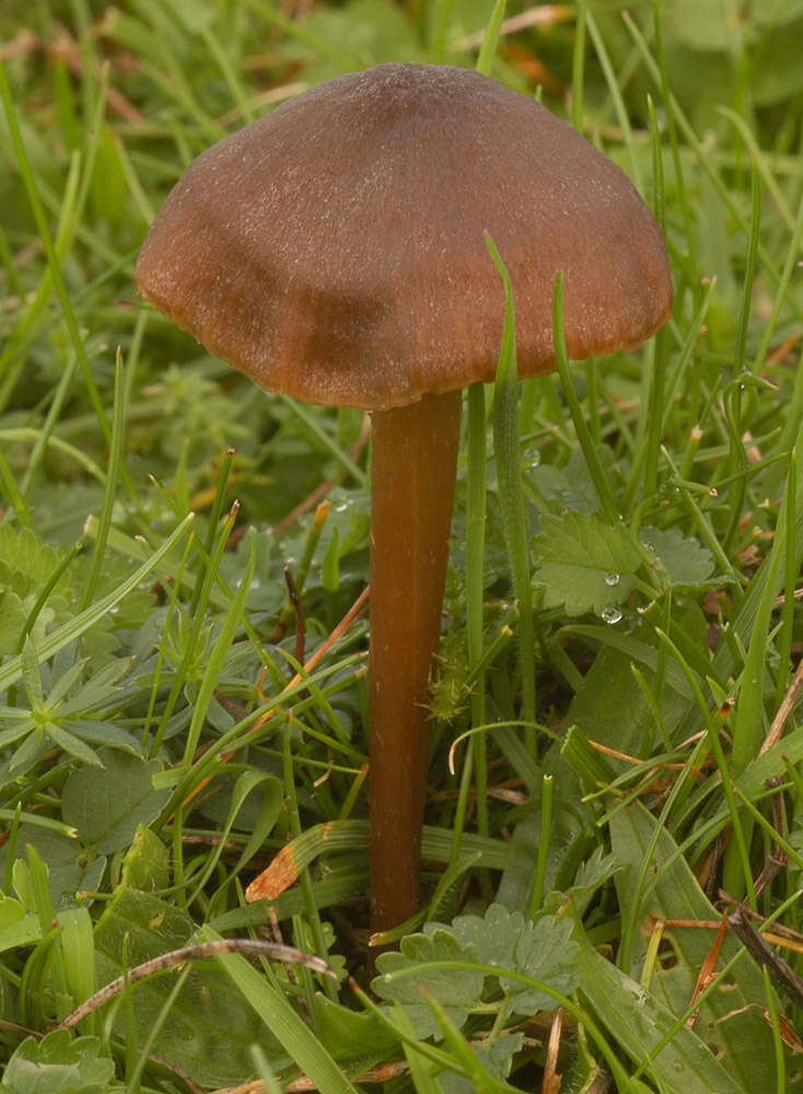 Imagem de Entoloma papillatum (Bres.) Dennis 1953