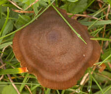 Imagem de Entoloma papillatum (Bres.) Dennis 1953