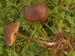 Imagem de Entoloma papillatum (Bres.) Dennis 1953