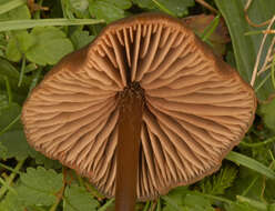 Imagem de Entoloma papillatum (Bres.) Dennis 1953