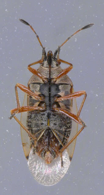 Image of Birch Catkin Bug