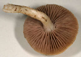 Image of Stropharia pseudocyanea (Desm.) Morgan 1908