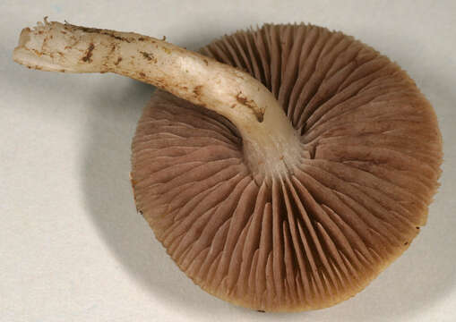 Image of Stropharia pseudocyanea (Desm.) Morgan 1908