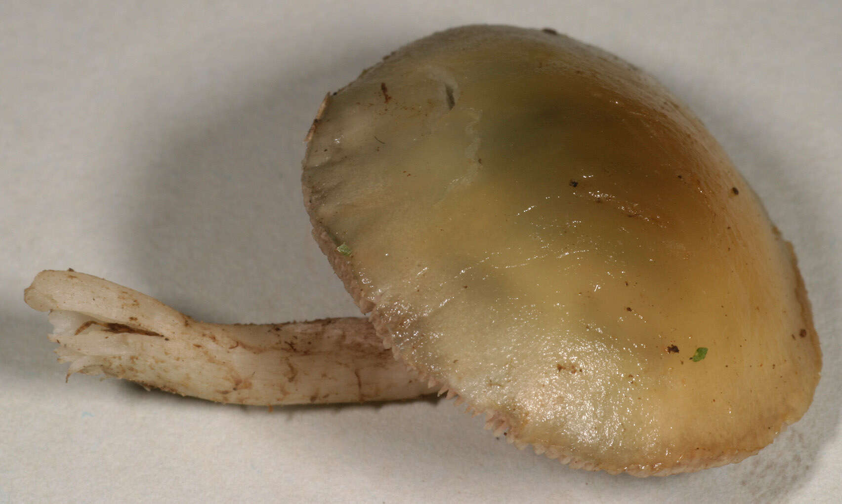 Image of Stropharia pseudocyanea (Desm.) Morgan 1908