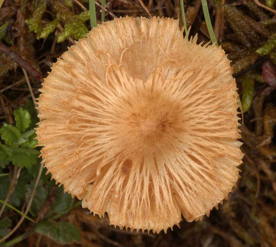 Image of Inocybe rimosa (Bull.) P. Kumm. 1871