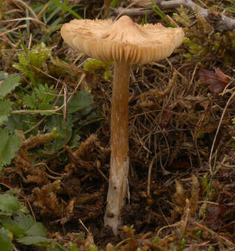 Image of Inocybe rimosa (Bull.) P. Kumm. 1871