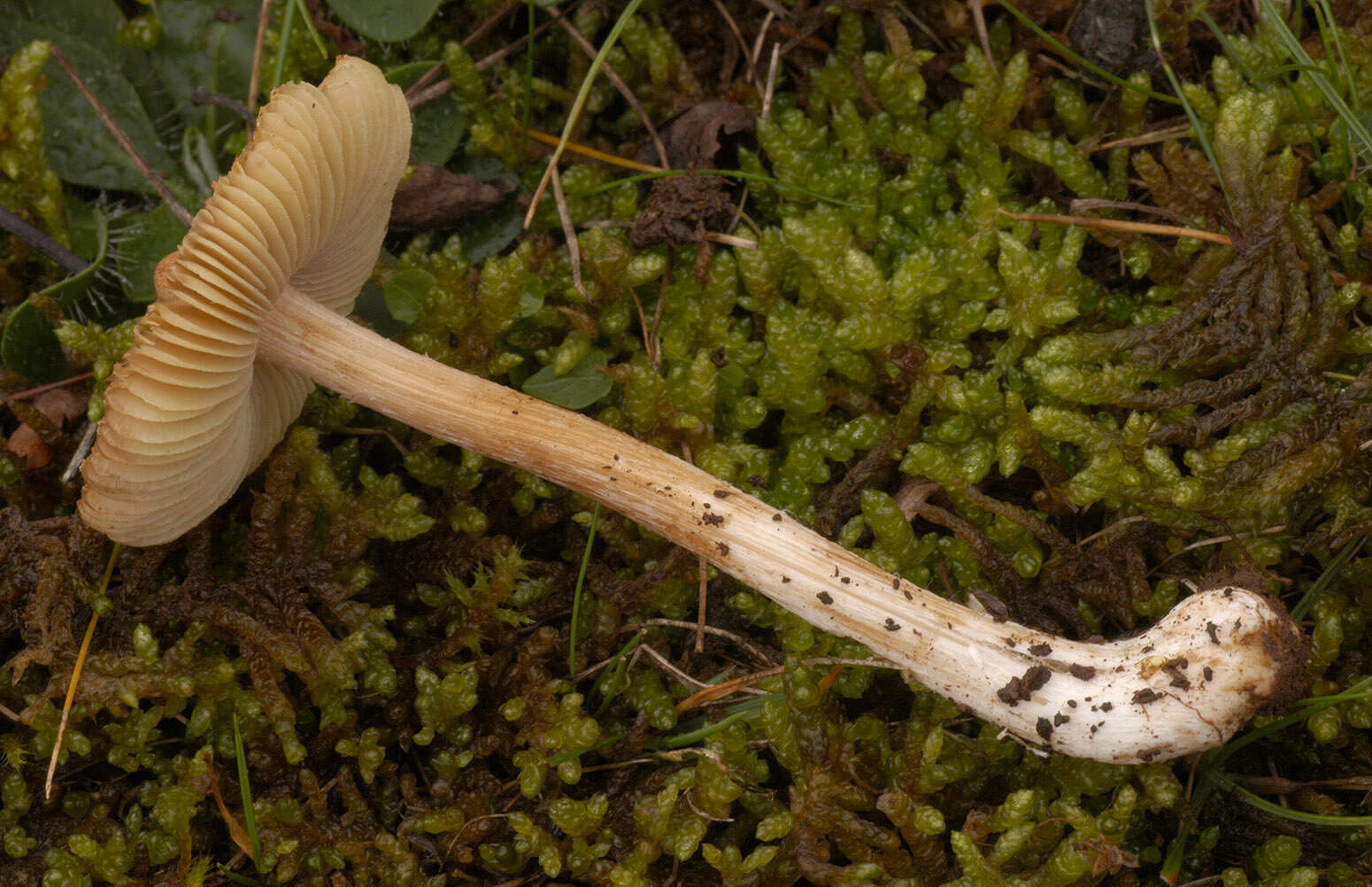 Image of Inocybe rimosa (Bull.) P. Kumm. 1871