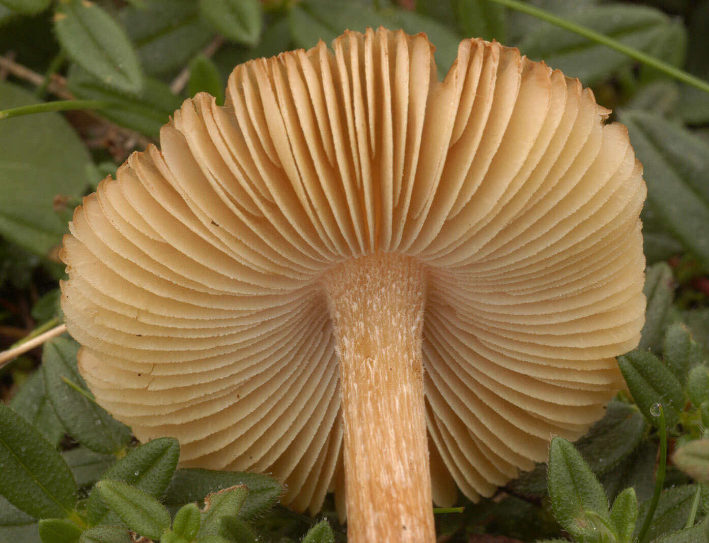 Image of Inocybe rimosa (Bull.) P. Kumm. 1871