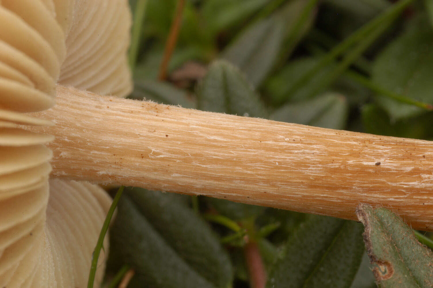 Image of Inocybe rimosa (Bull.) P. Kumm. 1871