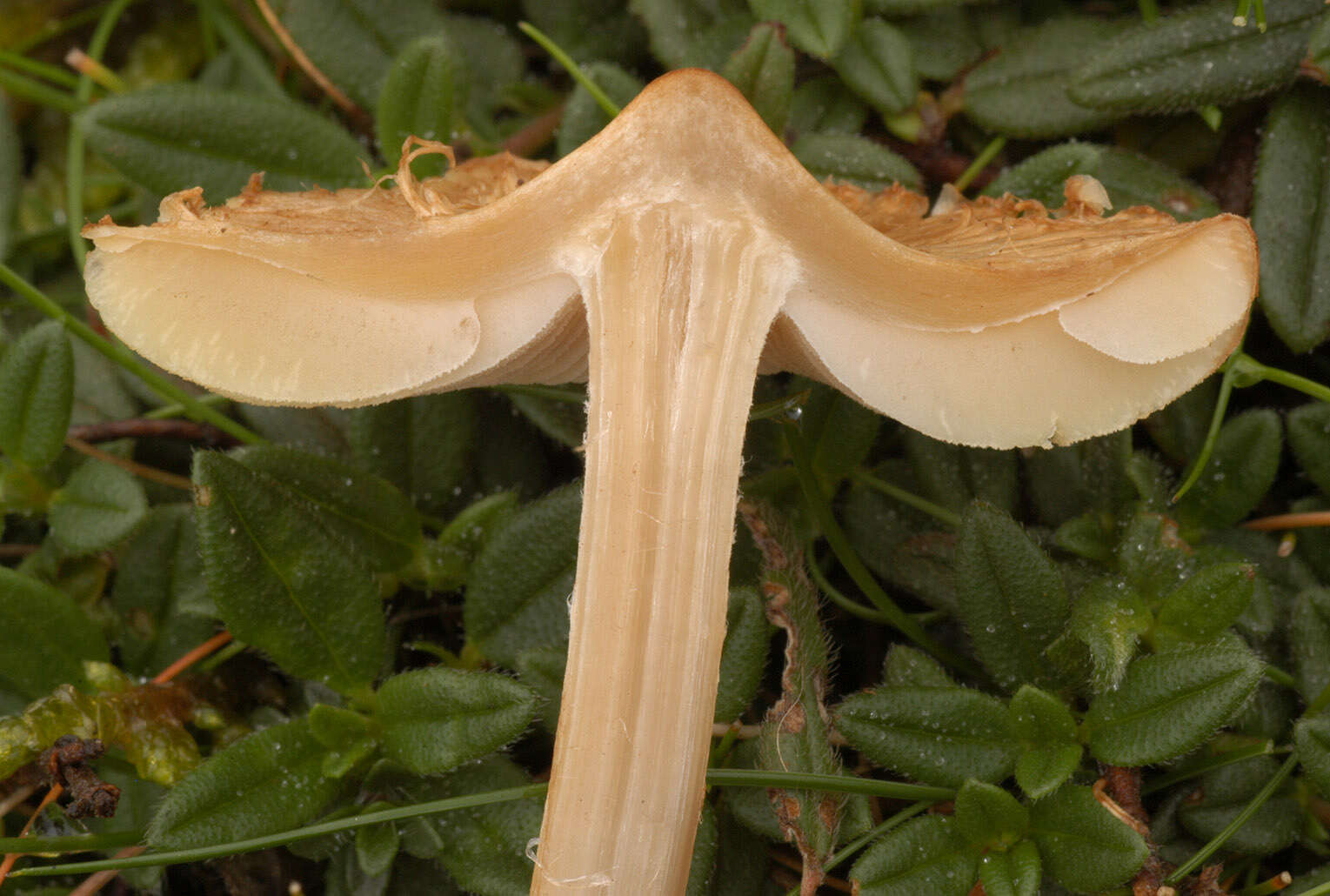 Image of Inocybe rimosa (Bull.) P. Kumm. 1871