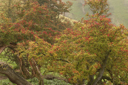 Image of Common Hawthorn