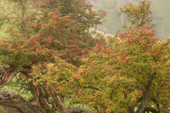 Image of Common Hawthorn