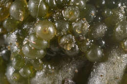 Image of jelly lichen