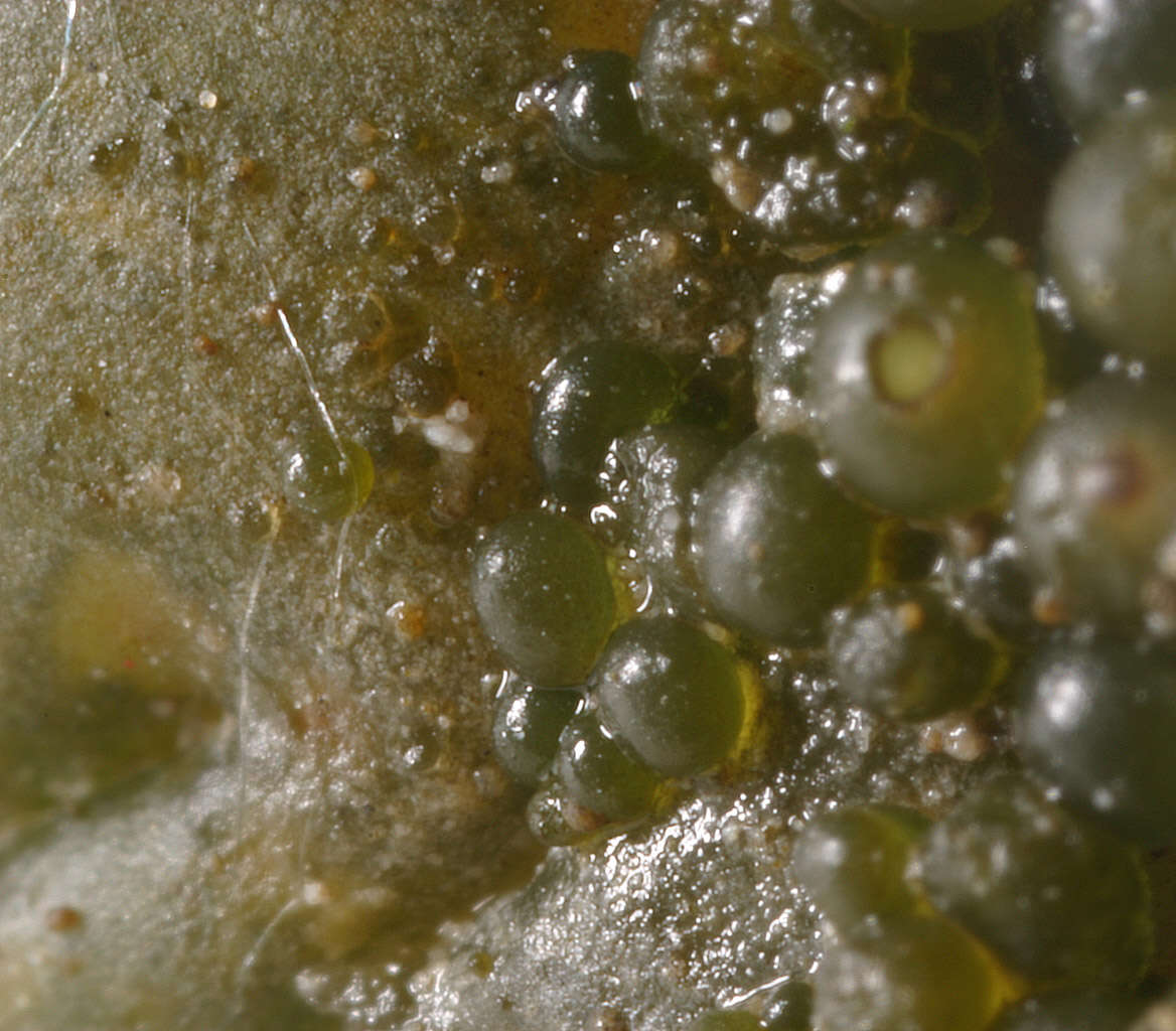 Image of jelly lichen