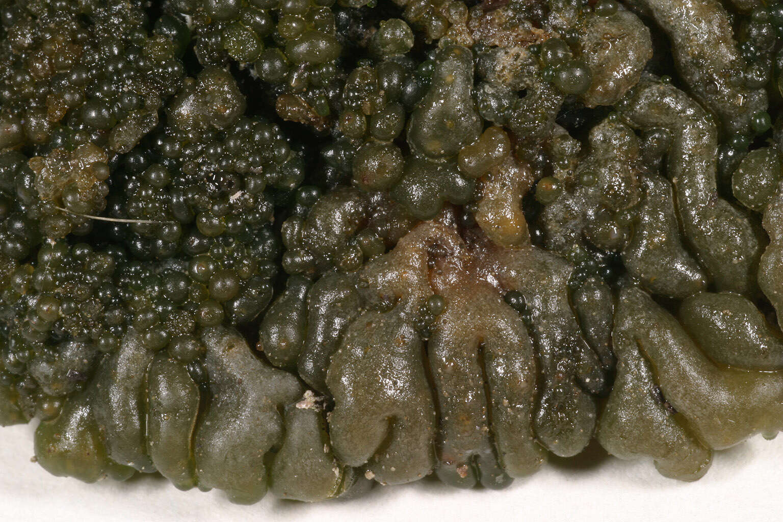 Image of jelly lichen