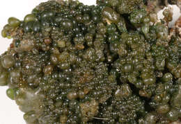 Image of jelly lichen