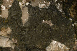 Image of jelly lichen