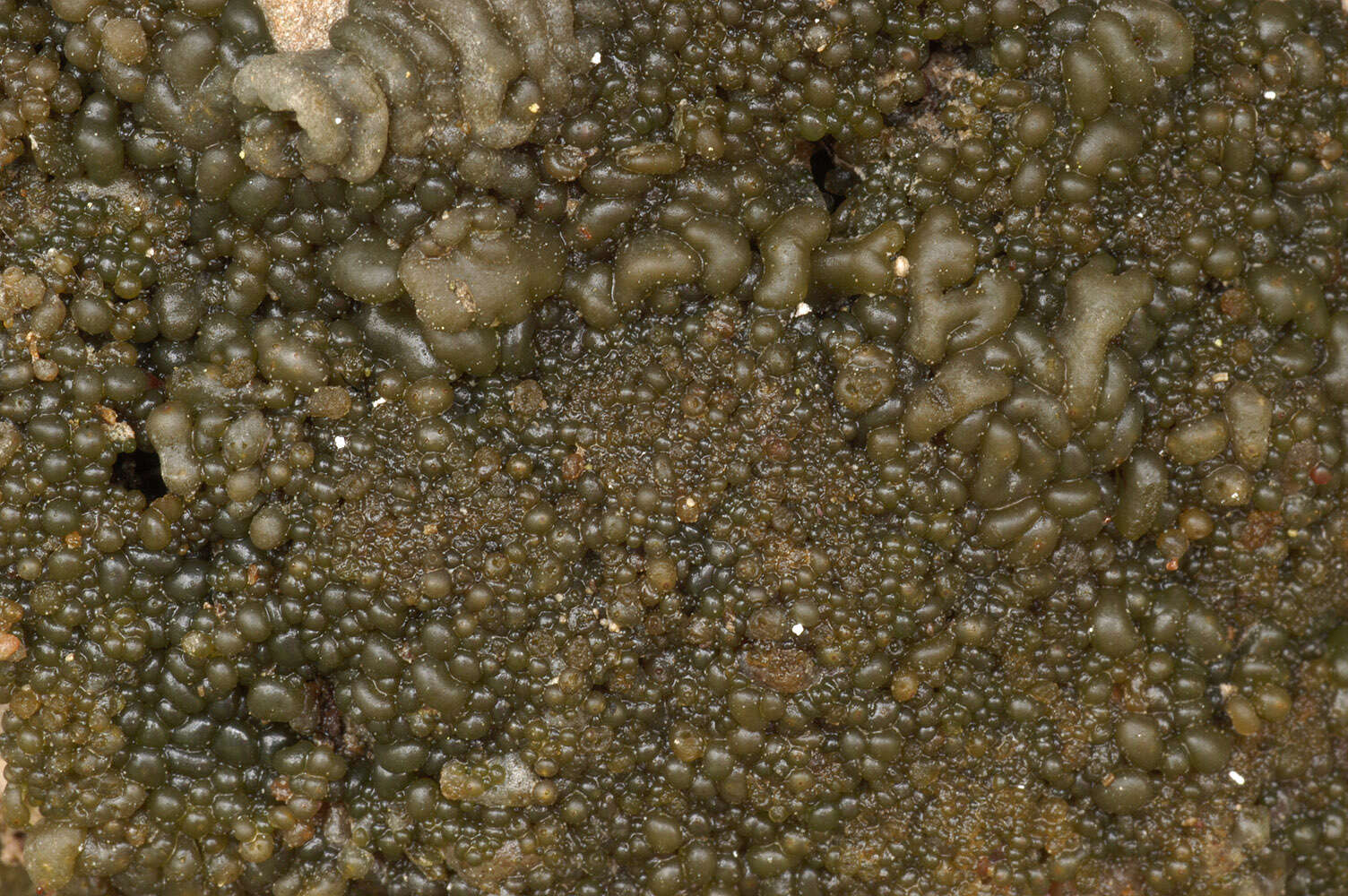 Image of jelly lichen