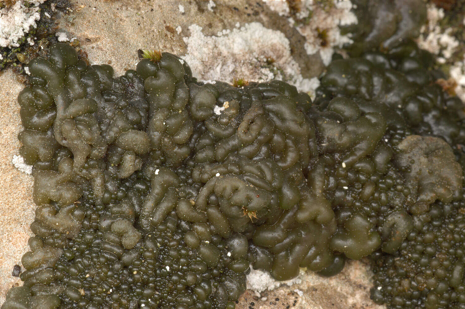 Image of jelly lichen