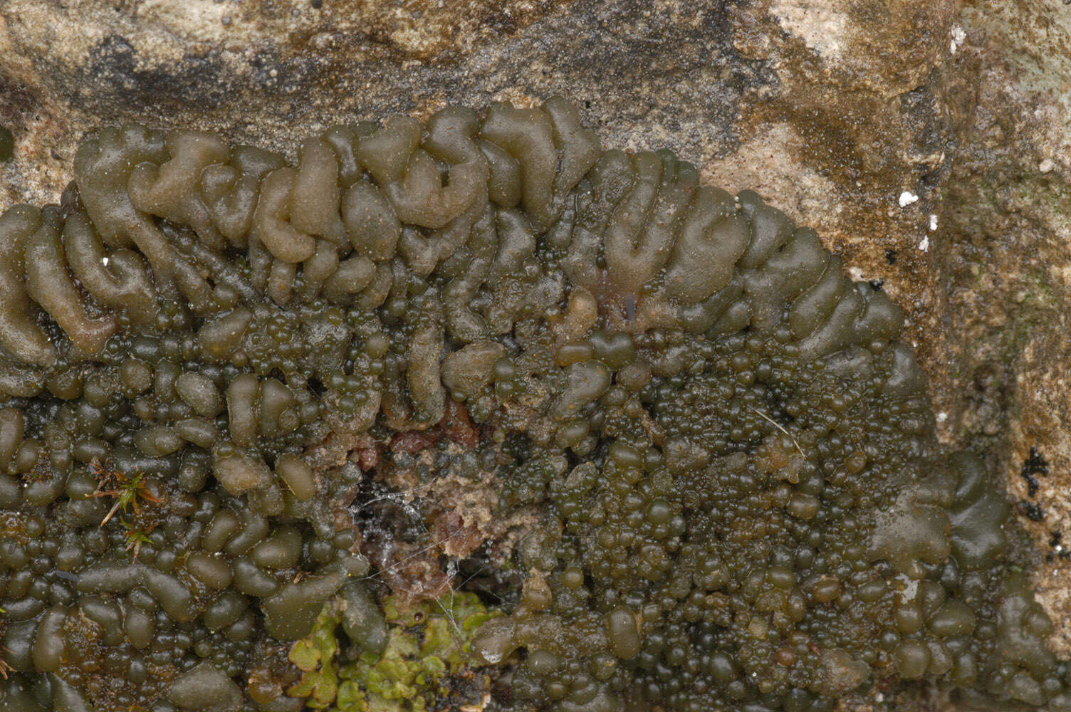 Image of jelly lichen