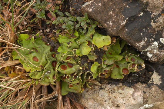 Image of chocolate chip lichen