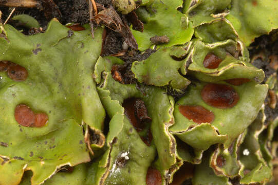 Image of chocolate chip lichen