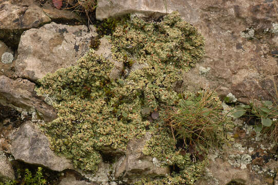 Image of rim lichen