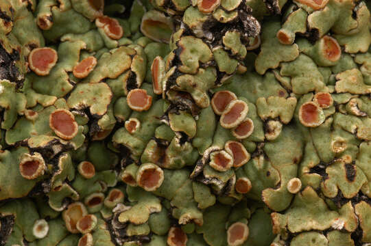 Image of rim lichen