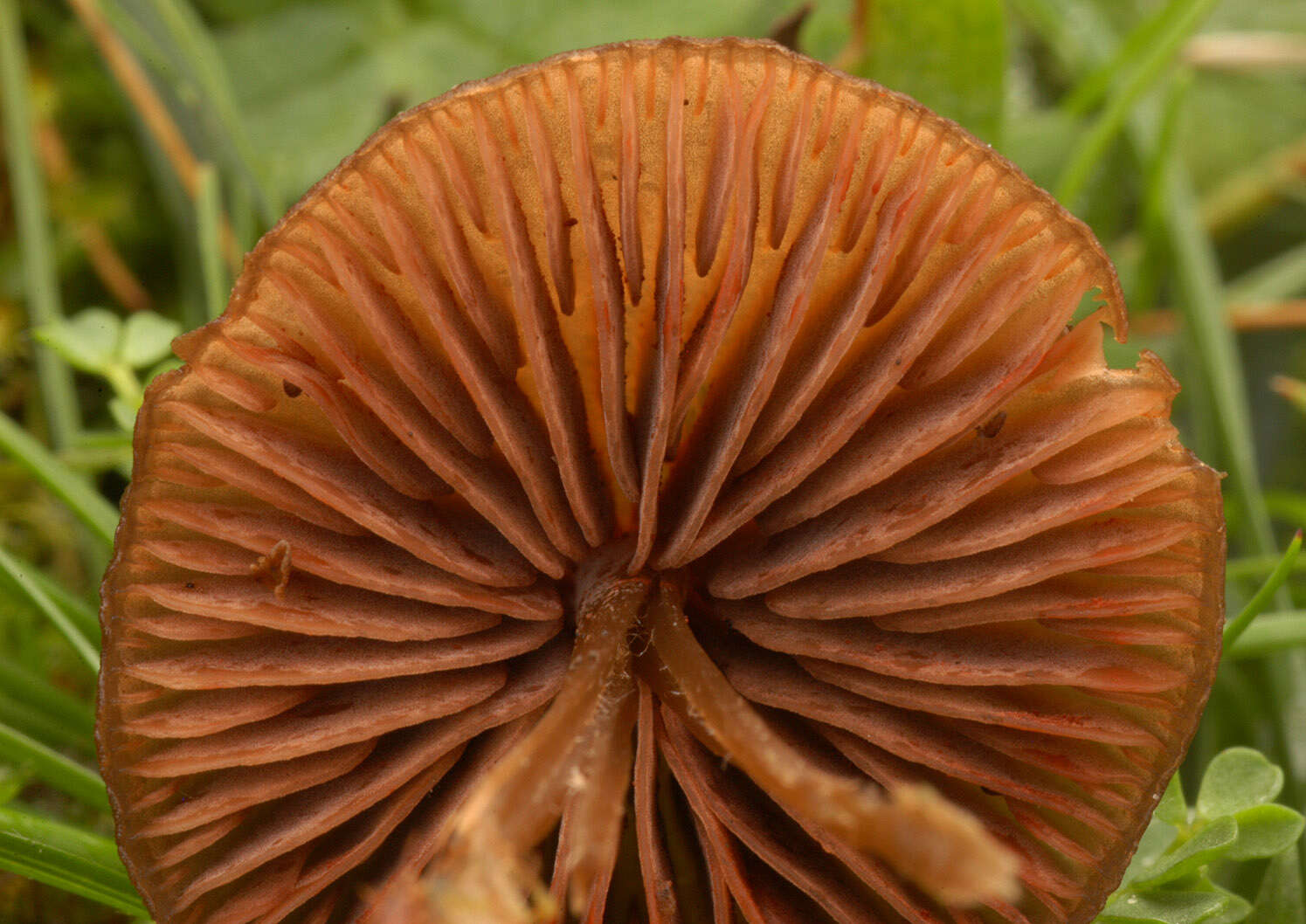 Imagem de Entoloma papillatum (Bres.) Dennis 1953