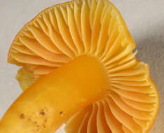 Image of Hygrocybe ceracea (Sowerby) P. Kumm. 1871