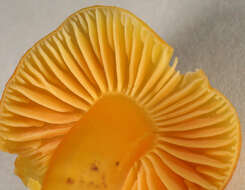 Image of Hygrocybe ceracea (Sowerby) P. Kumm. 1871