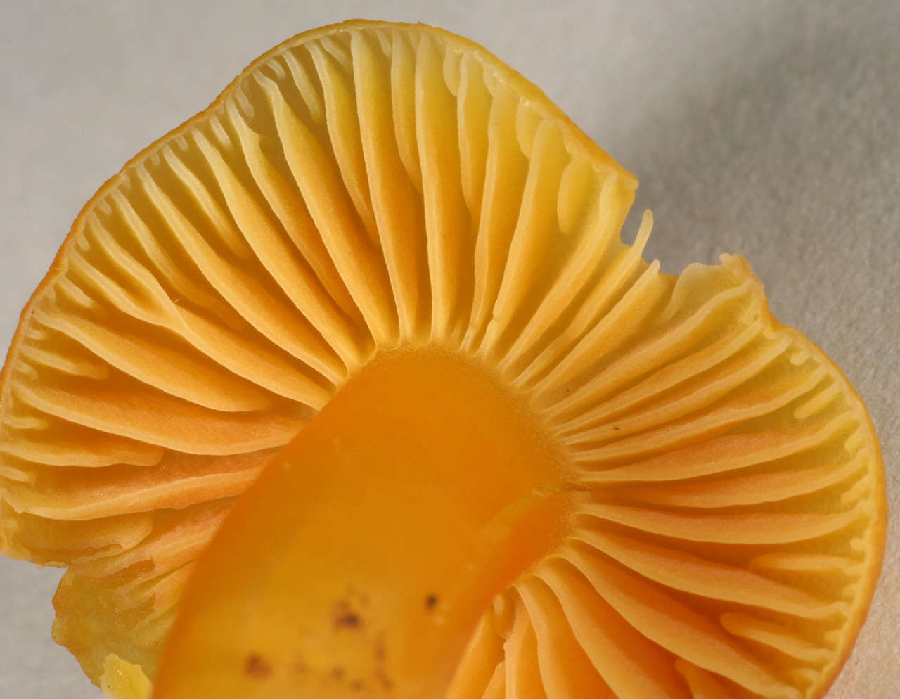 Image of Hygrocybe ceracea (Sowerby) P. Kumm. 1871