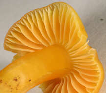 Image of Hygrocybe ceracea (Sowerby) P. Kumm. 1871